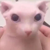 Bingus